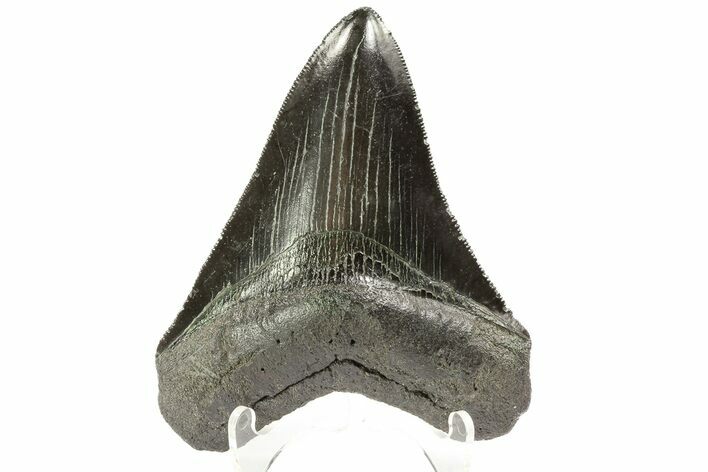 Serrated, Fossil Megalodon Tooth - Georgia #74593